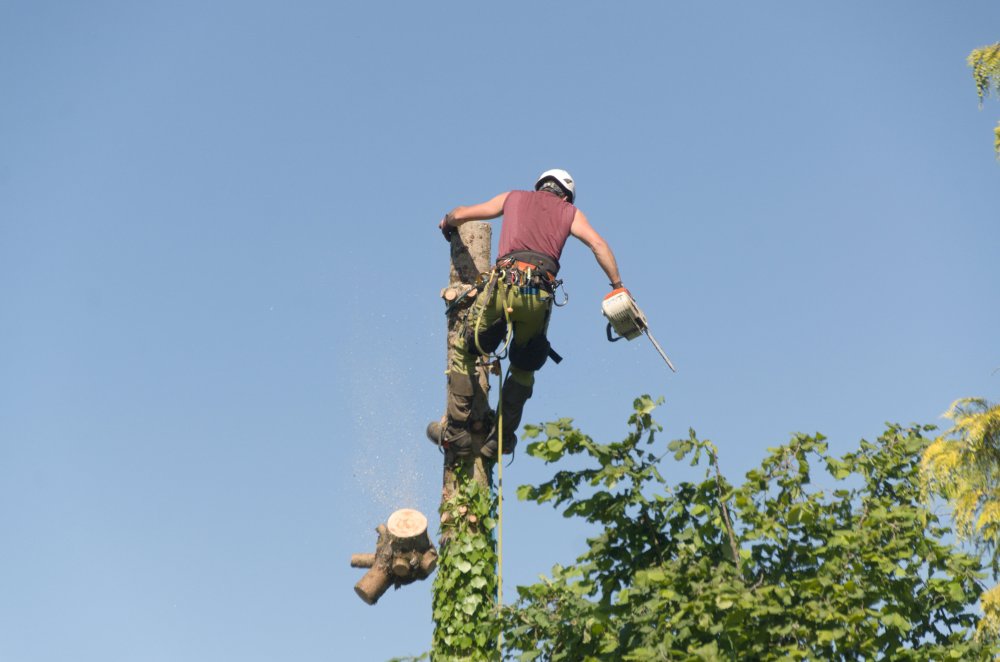 Elagage d'arbres en vienne