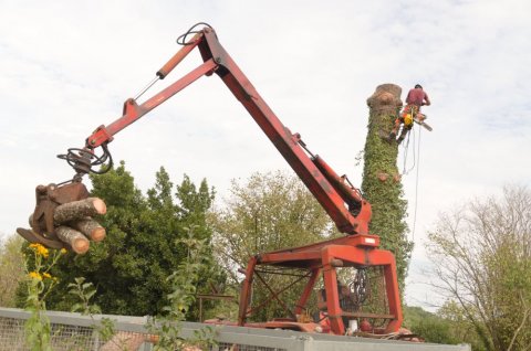 Abattage d'arbre Bonnes