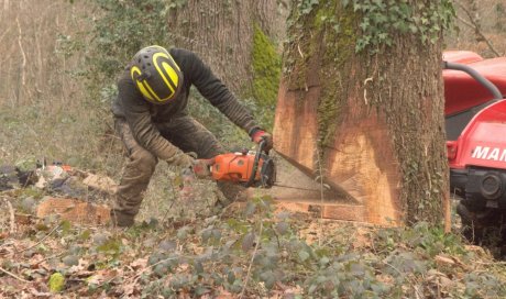 Arboréa élagage vienne et haute Vienne