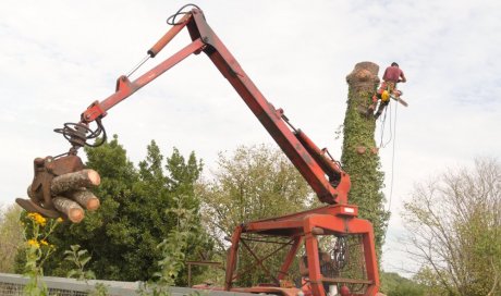 Abattage d'arbre Bonnes