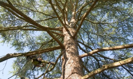 Elagage d'arbre à Châtellerault 