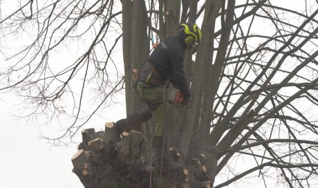 Elagage d'arbre à Ingrande société Arboréa