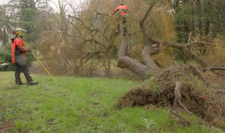 Extraction d'un saule pleureur tombé à la suite de la tempête Domingos