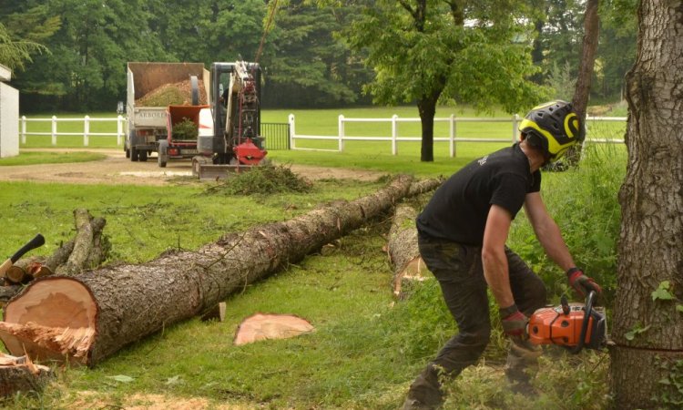 Abattage d'arbre Poitiers